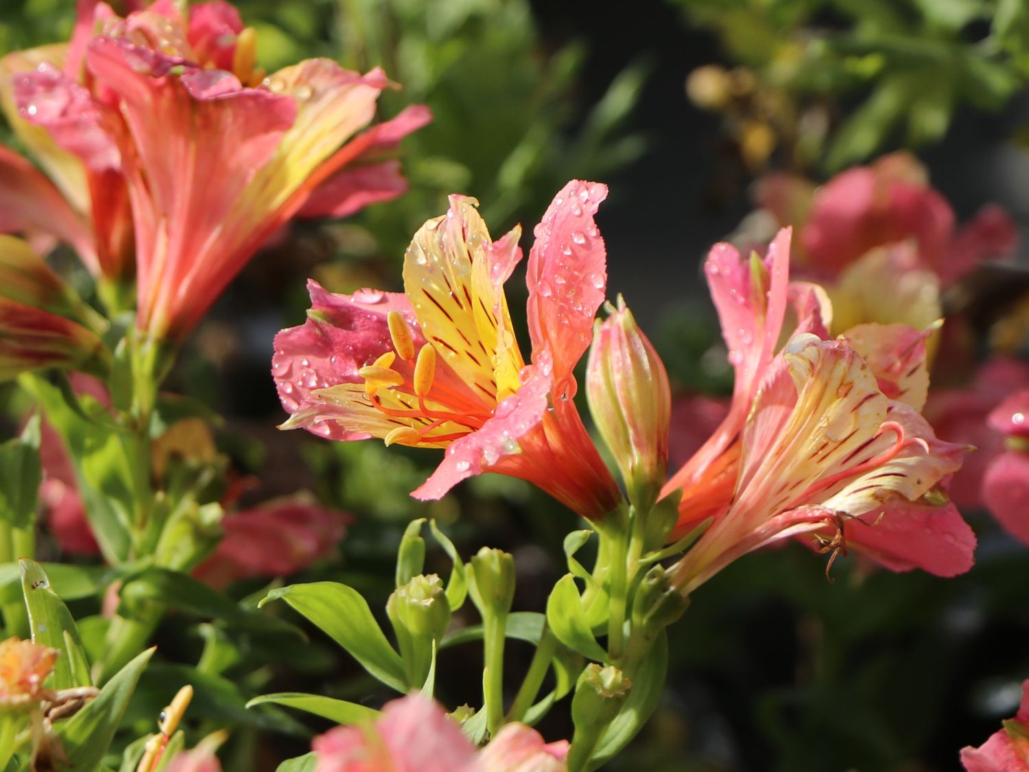 Inkalilie Little Miss 'Davina' - Alstroemeria Little Miss 'Davina'