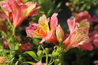 Inkalilie Little Miss 'Davina' - Alstroemeria Little Miss 'Davina'