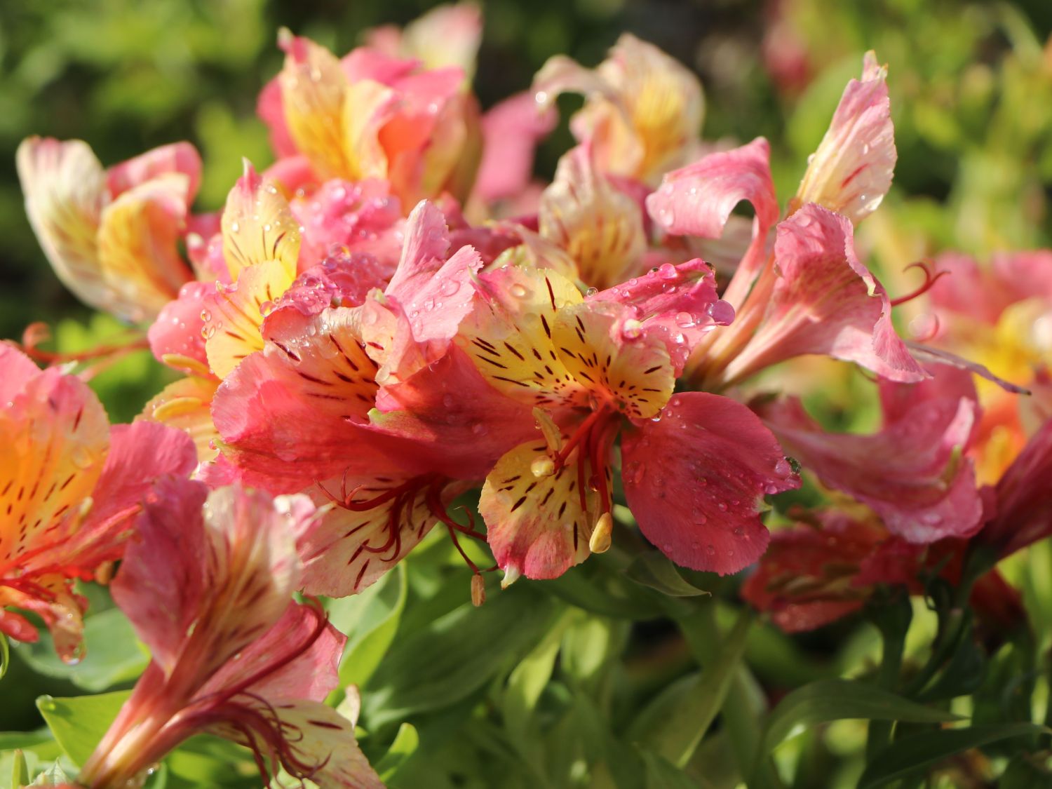 Inkalilie Little Miss 'Davina' - Alstroemeria Little Miss 'Davina'