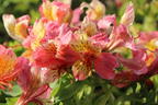 Inkalilie Little Miss 'Davina' - Alstroemeria Little Miss 'Davina'