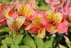 Inkalilie Little Miss 'Davina' - Alstroemeria Little Miss 'Davina'