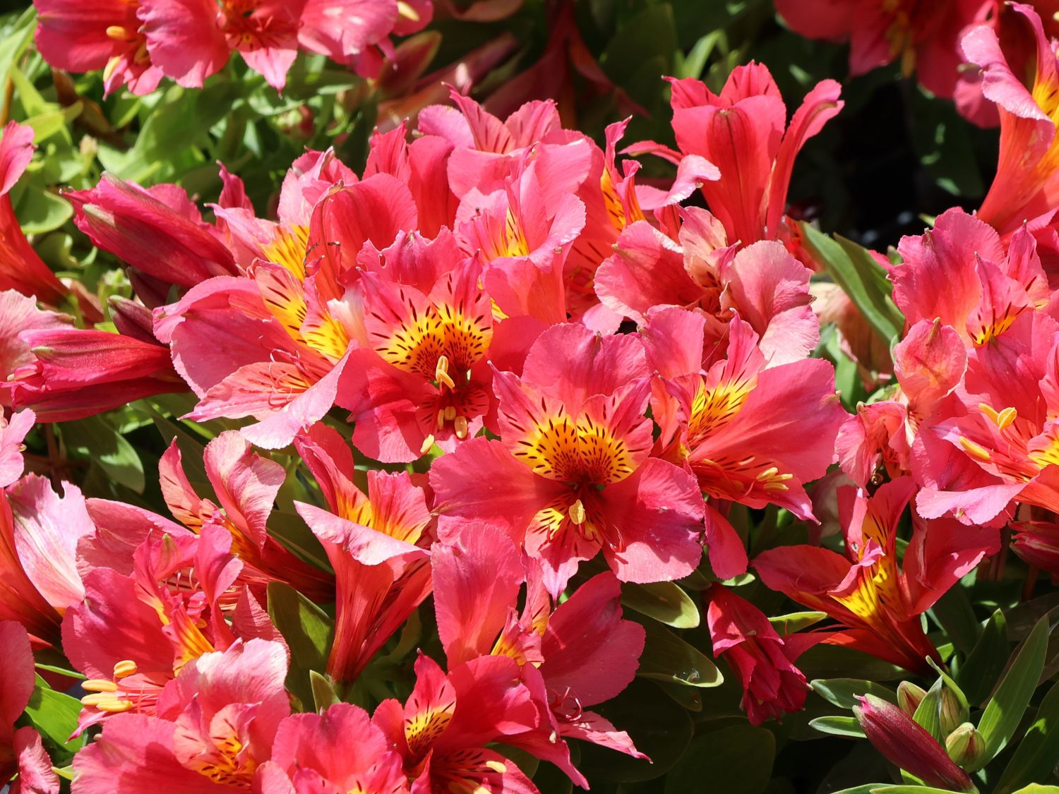 Inkaliliengewächse (Alstroemerieae)