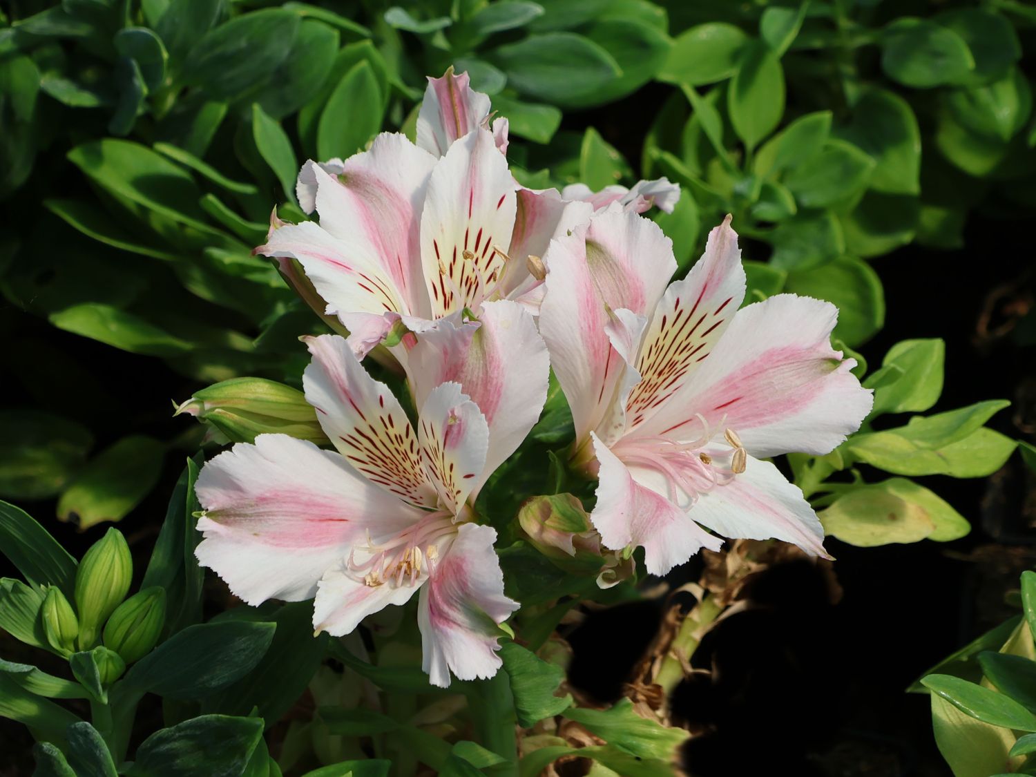 Inkalilie Little Miss 'Sophie' - Alstroemeria x cultorum Little Miss 'Sophie'