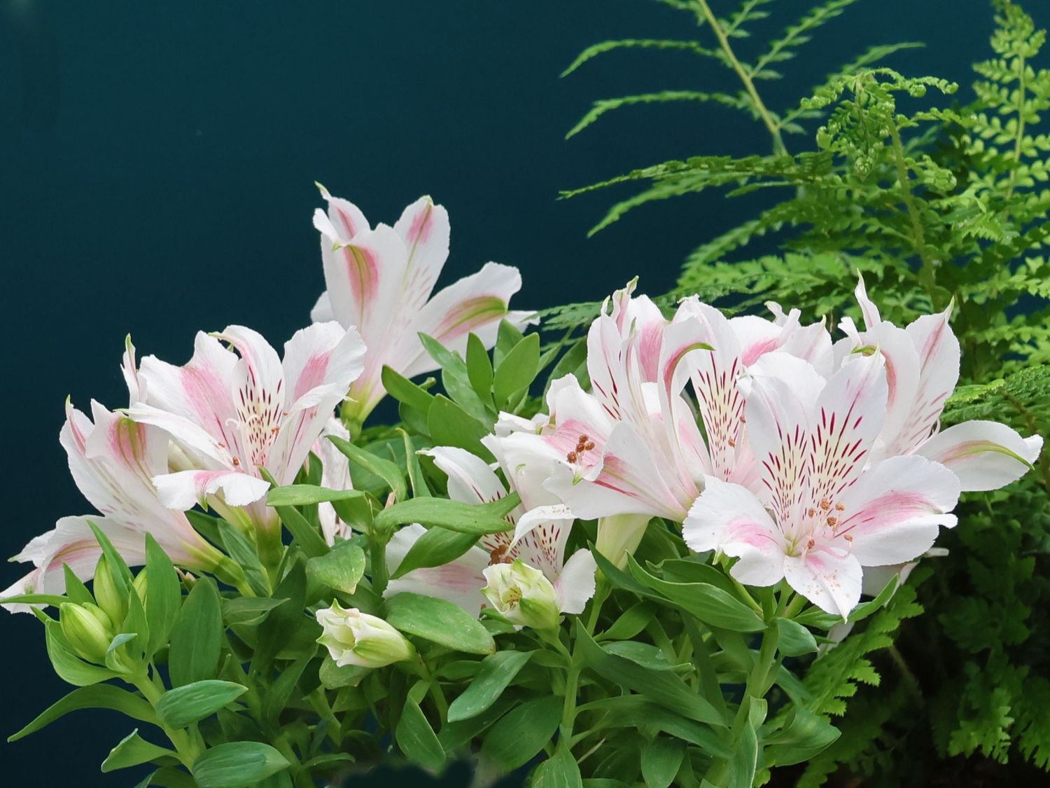 Inkalilie Little Miss 'Sophie' - Alstroemeria x cultorum Little Miss 'Sophie'