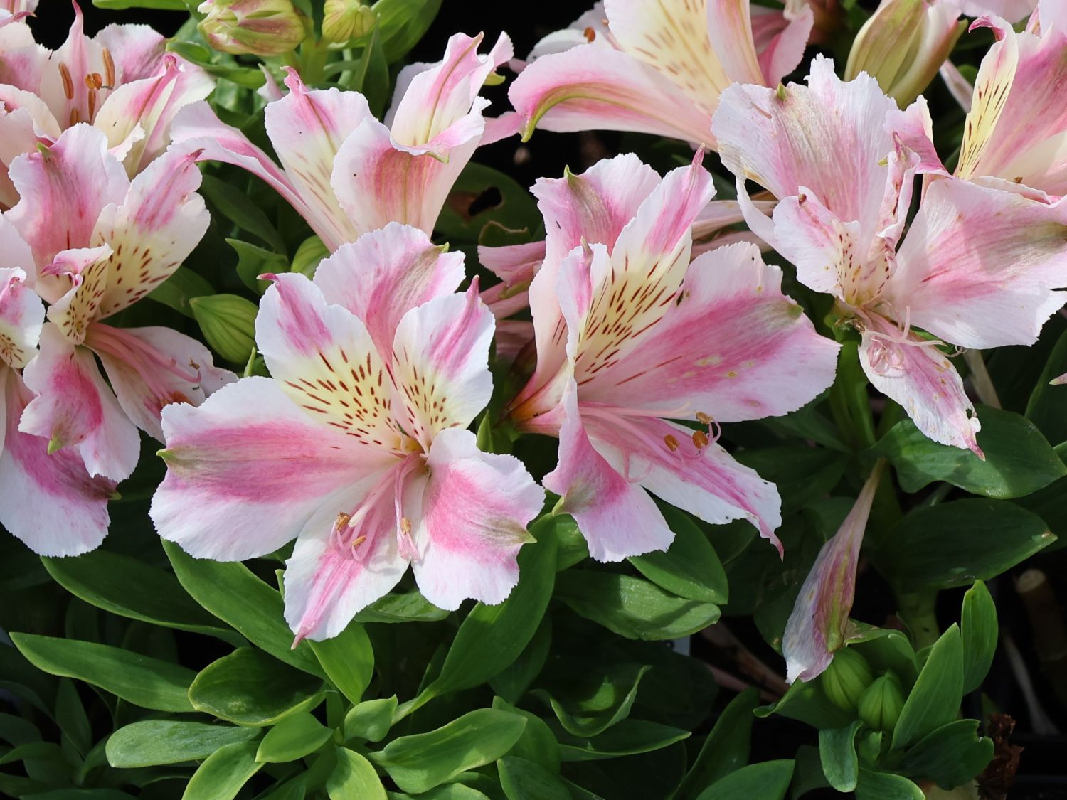 Inkalilie Little Miss 'Sophie' - Alstroemeria x cultorum Little Miss 'Sophie'