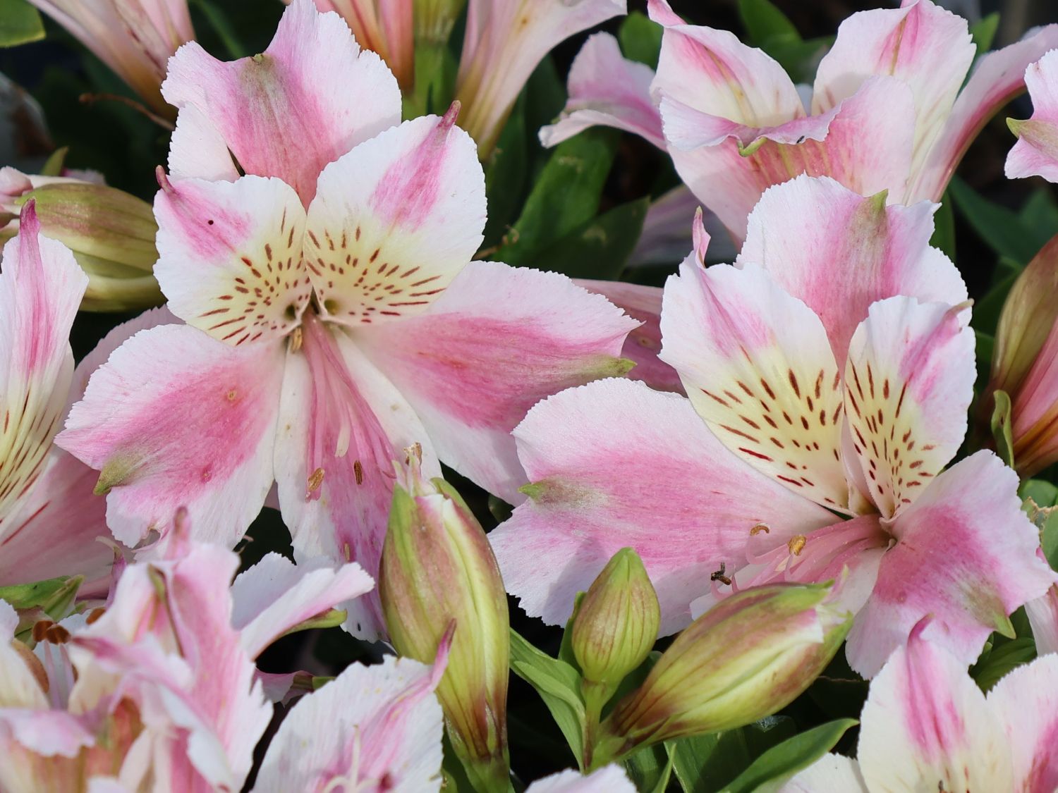 Inkalilie Little Miss 'Sophie' - Alstroemeria x cultorum Little Miss 'Sophie'