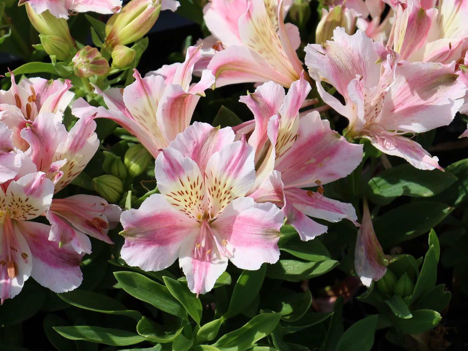 Inkalilie Little Miss 'Sophie' - Alstroemeria x cultorum Little Miss 'Sophie'