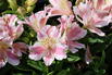 Inkalilie Little Miss 'Sophie' - Alstroemeria x cultorum Little Miss 'Sophie'