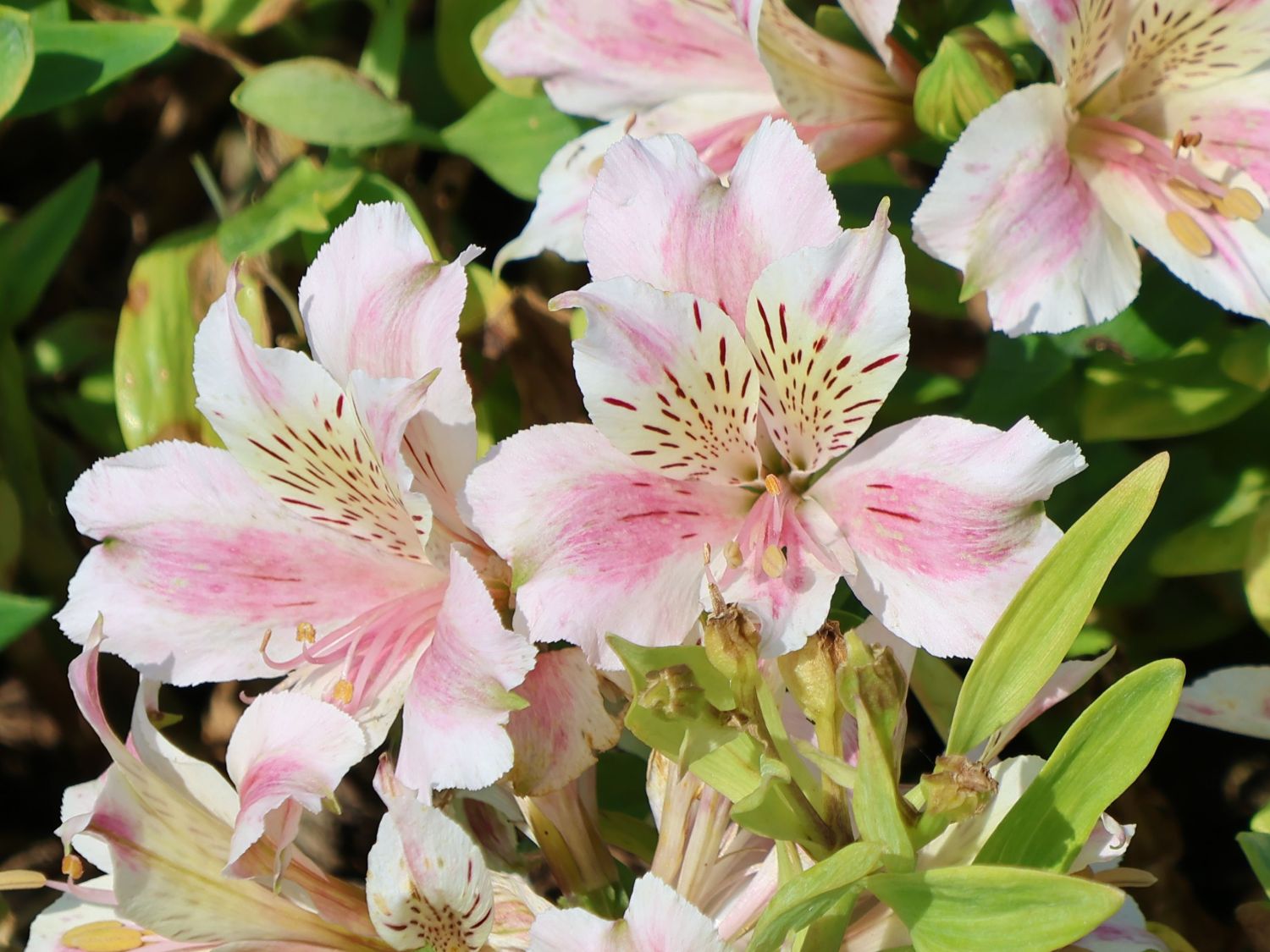 Inkalilie Little Miss 'Sophie' - Alstroemeria x cultorum Little Miss 'Sophie'