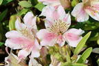 Inkalilie Little Miss 'Sophie' - Alstroemeria x cultorum Little Miss 'Sophie'