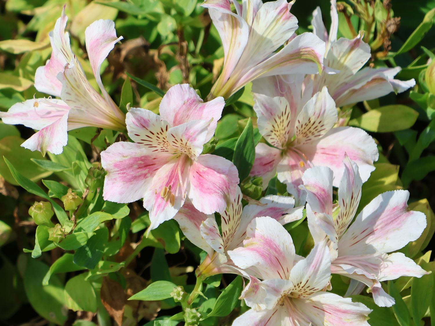 Inkalilie Little Miss 'Sophie' - Alstroemeria x cultorum Little Miss 'Sophie'