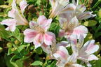Inkalilie Little Miss 'Sophie' - Alstroemeria x cultorum Little Miss 'Sophie'