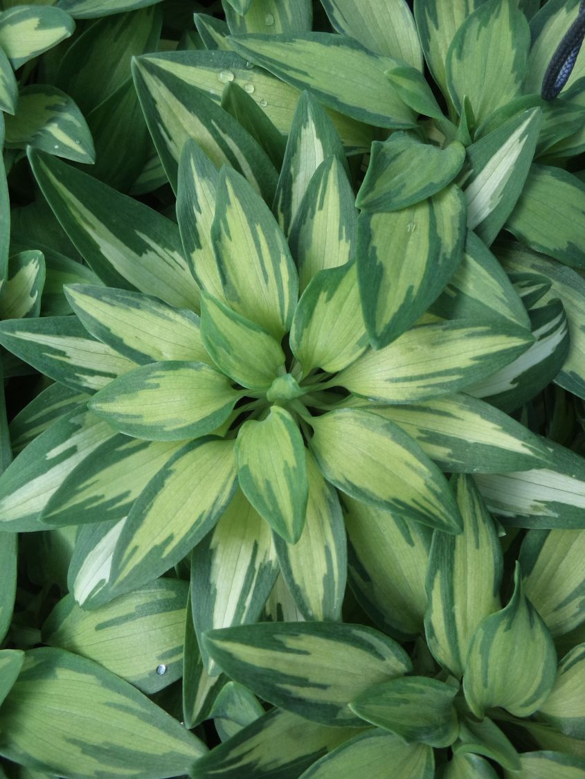 Inkalilie Little Miss 'Zoë' - Alstroemeria x cultorum Little Miss 'Zoë'