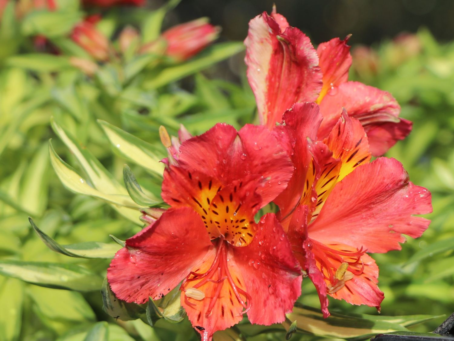 Inkalilie Little Miss 'Zoë' - Alstroemeria x cultorum Little Miss 'Zoë'