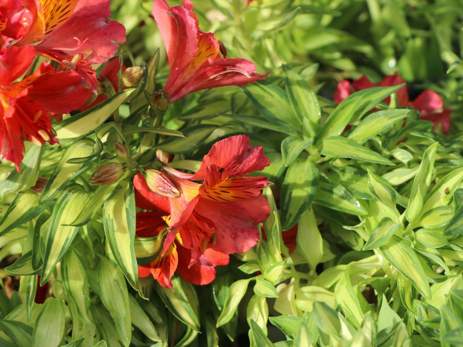 Inkalilie Little Miss 'Zoë' - Alstroemeria x cultorum Little Miss 'Zoë'