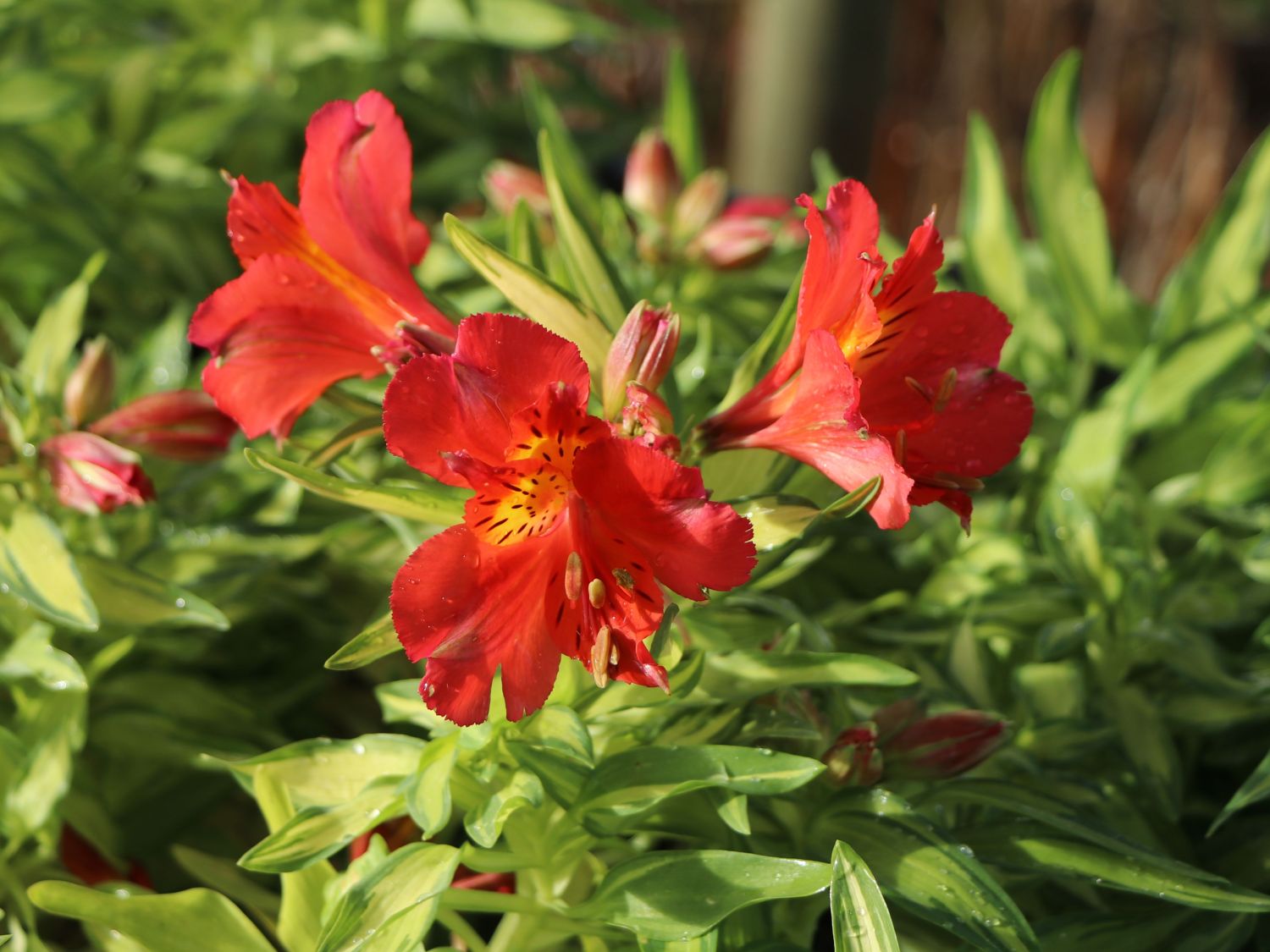 Inkalilie Little Miss 'Zoë' - Alstroemeria x cultorum Little Miss 'Zoë'