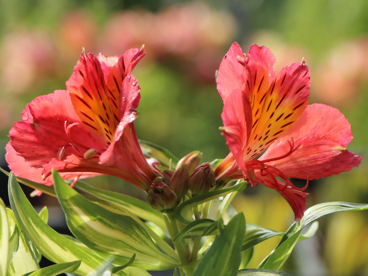 Inkalilie Little Miss 'Zoë' - Alstroemeria x cultorum Little Miss 'Zoë'