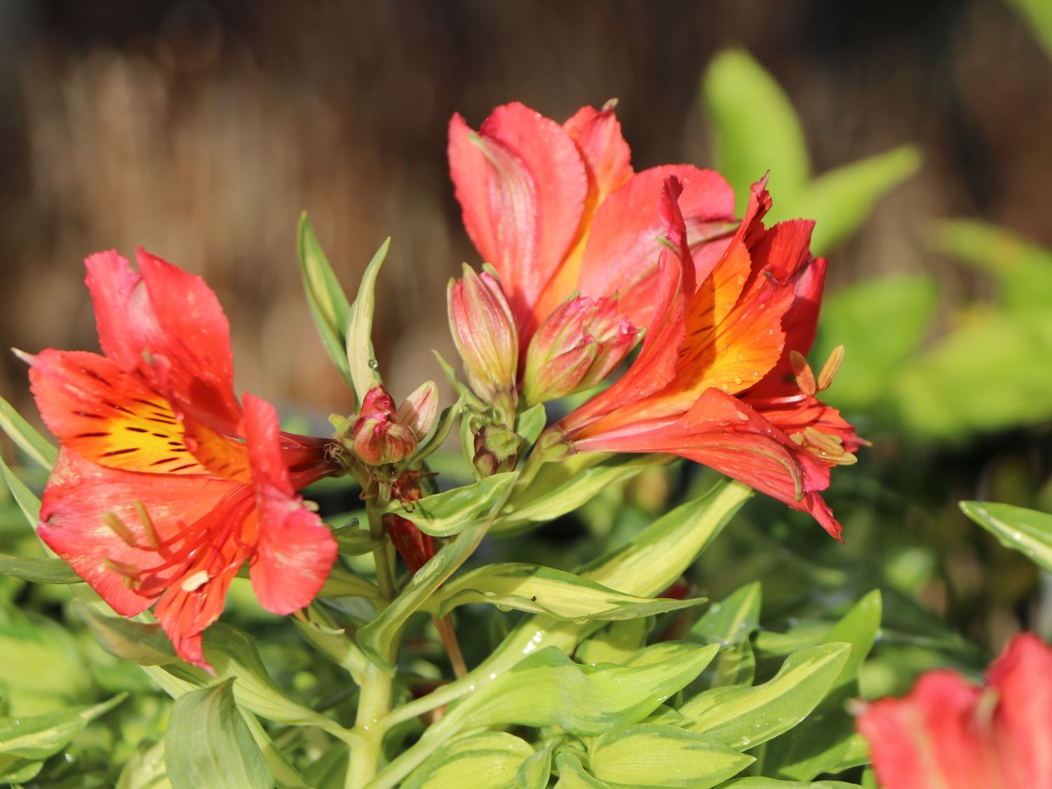 Inkalilie Little Miss 'Zoë' - Alstroemeria x cultorum Little Miss 'Zoë'