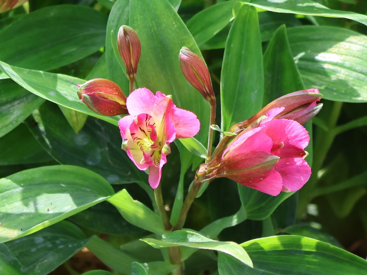 Inkalilie 'Summer Break'