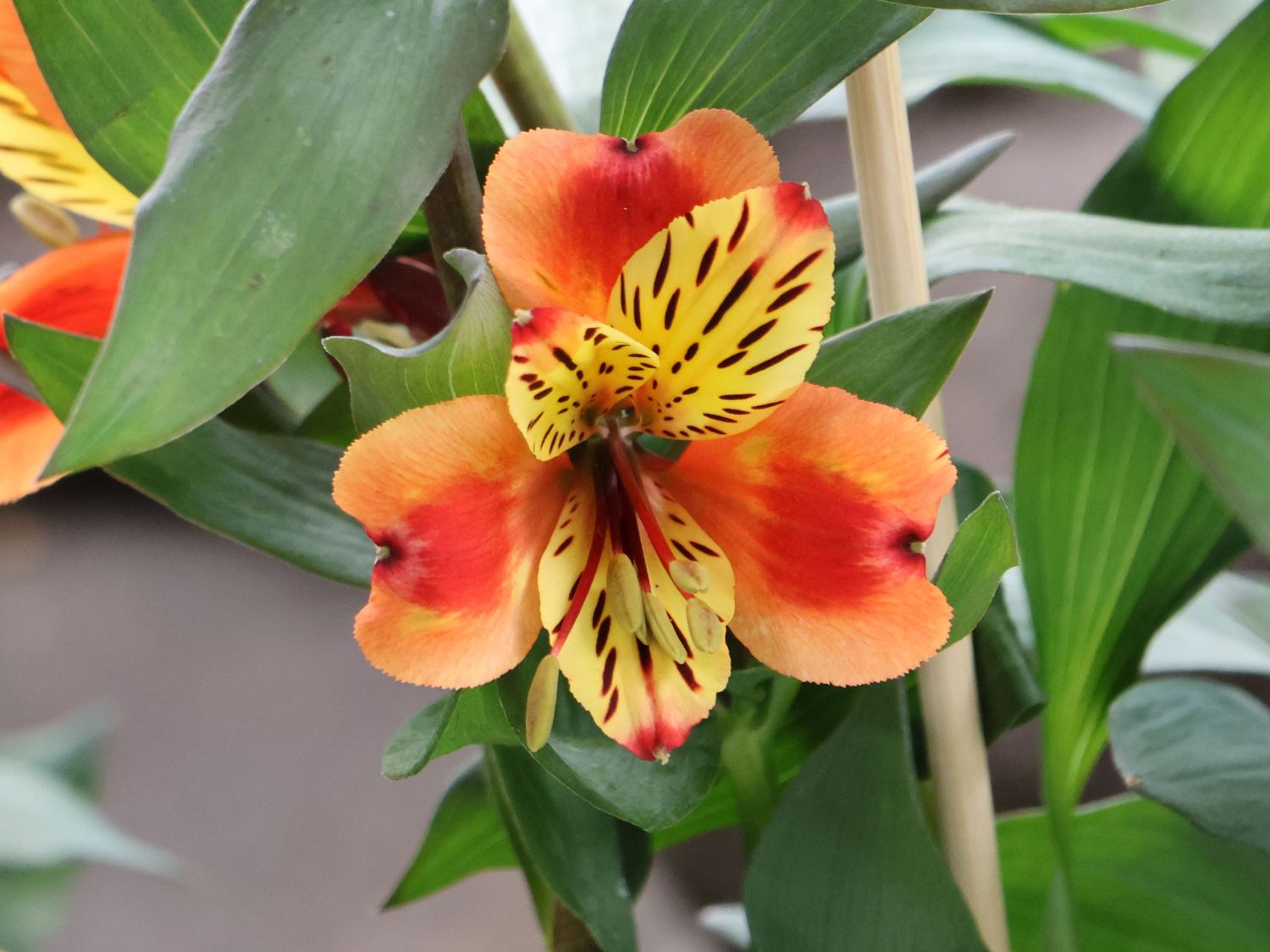 Inkalilie 'Summer Breeze'