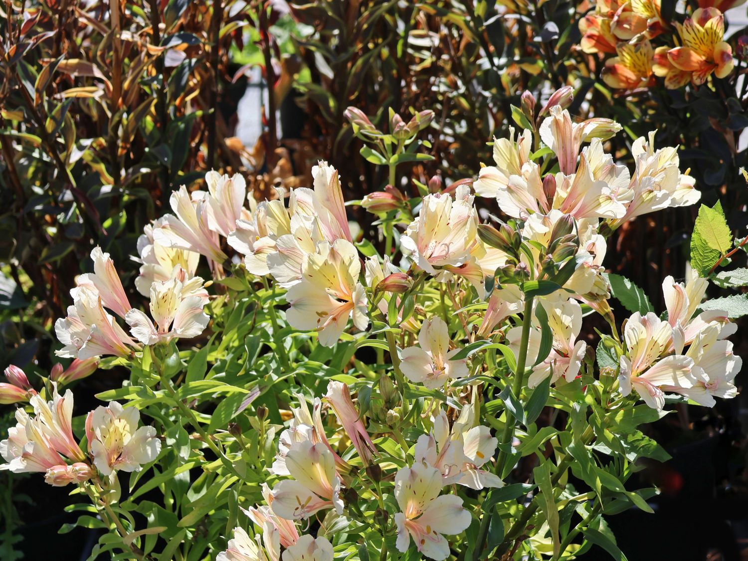 Inkalilie 'Summer Snow' - Alstroemeria x cultorum 'Summer Snow'