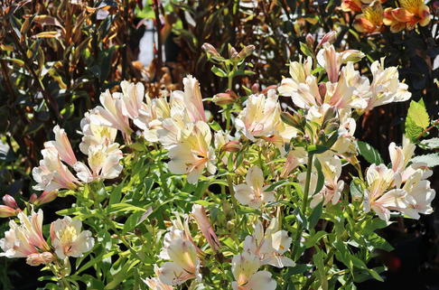 Inkalilie 'Summer Snow' - Alstroemeria x cultorum 'Summer Snow'