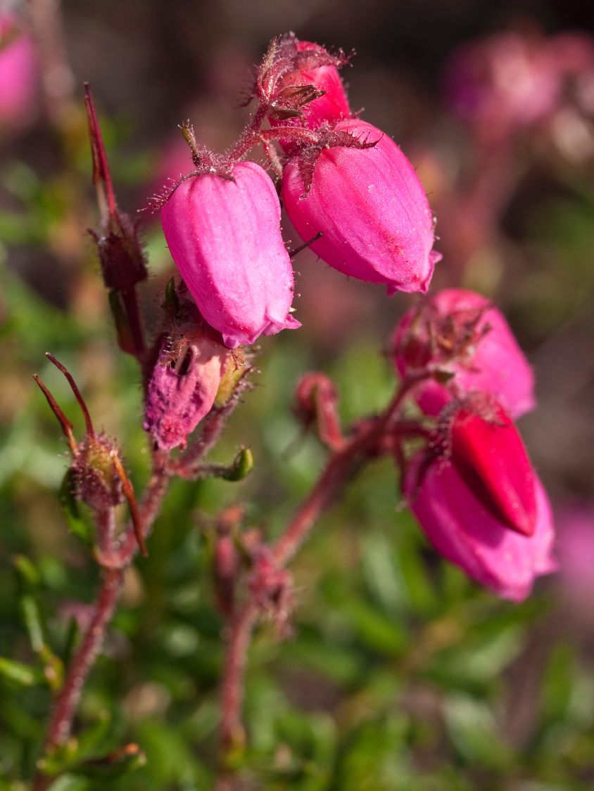 Irische Heide 'Amelie' -S- - Daboecia cantabrica 'Amelie' -S-