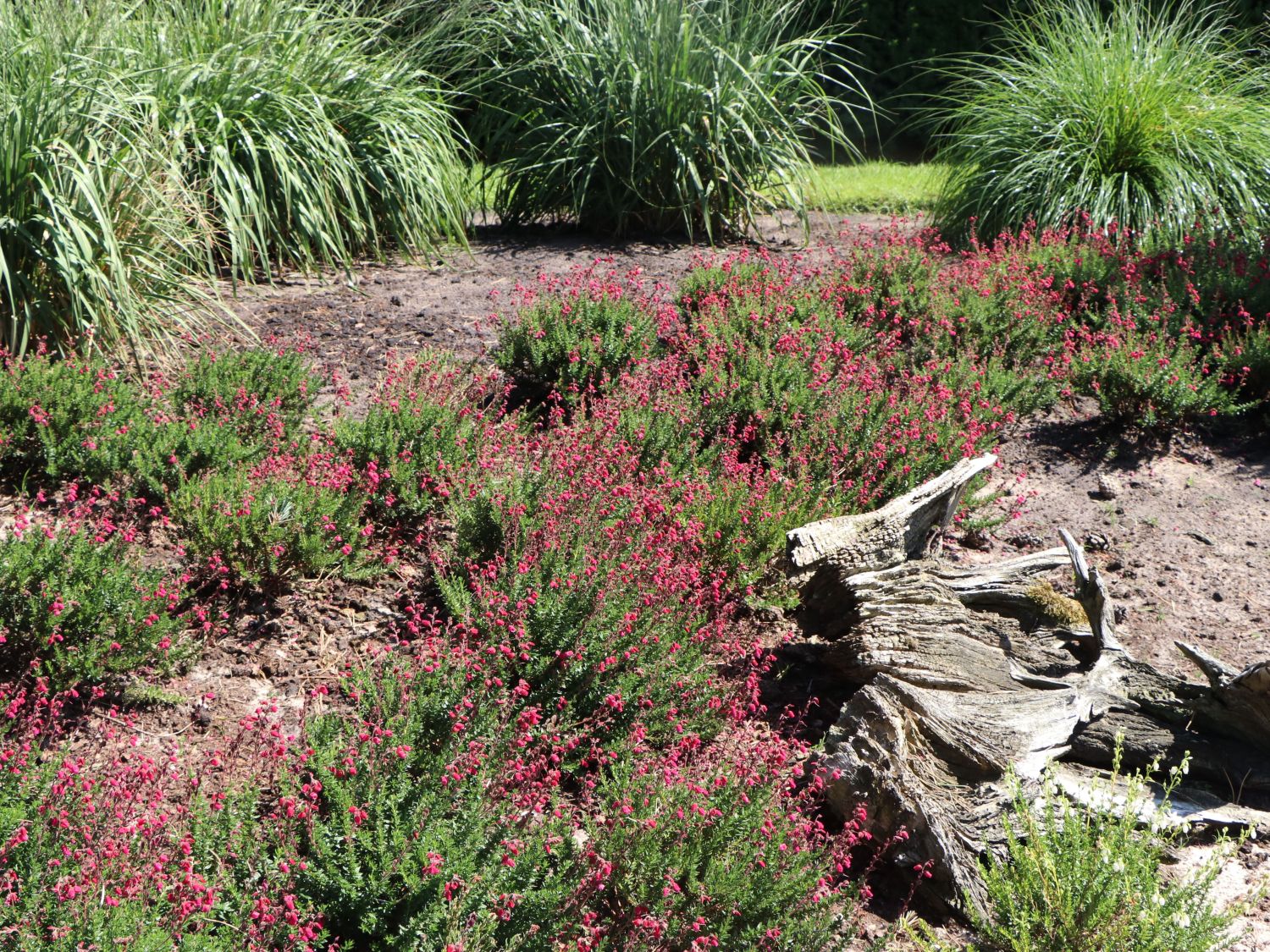 Irische Heide 'Angelina'