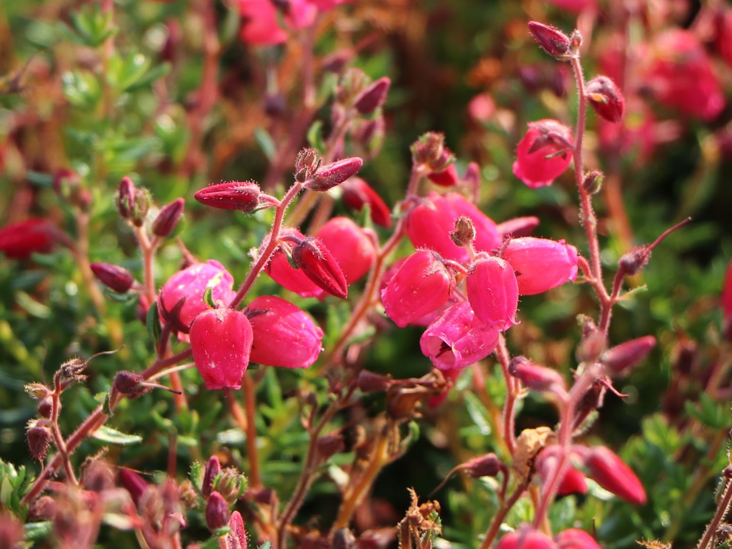 Irische Heide 'Angelina' - Daboecia cantabrica 'Angelina'