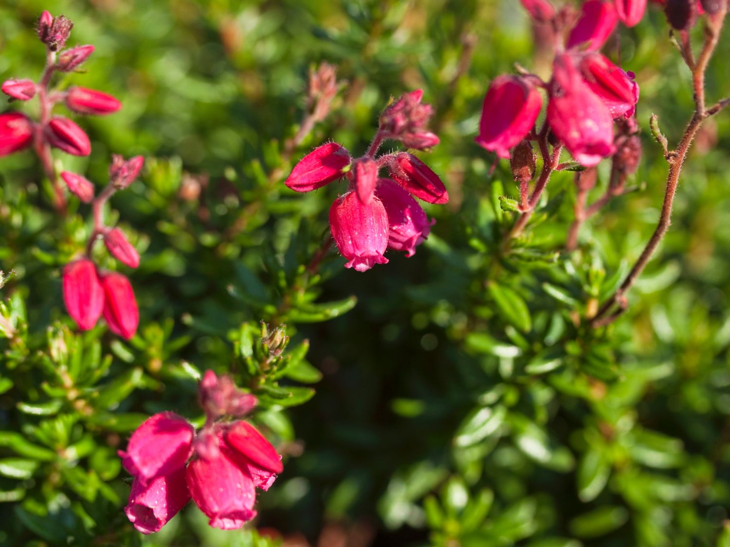 Irische Heide 'Angelina' - Daboecia cantabrica 'Angelina'
