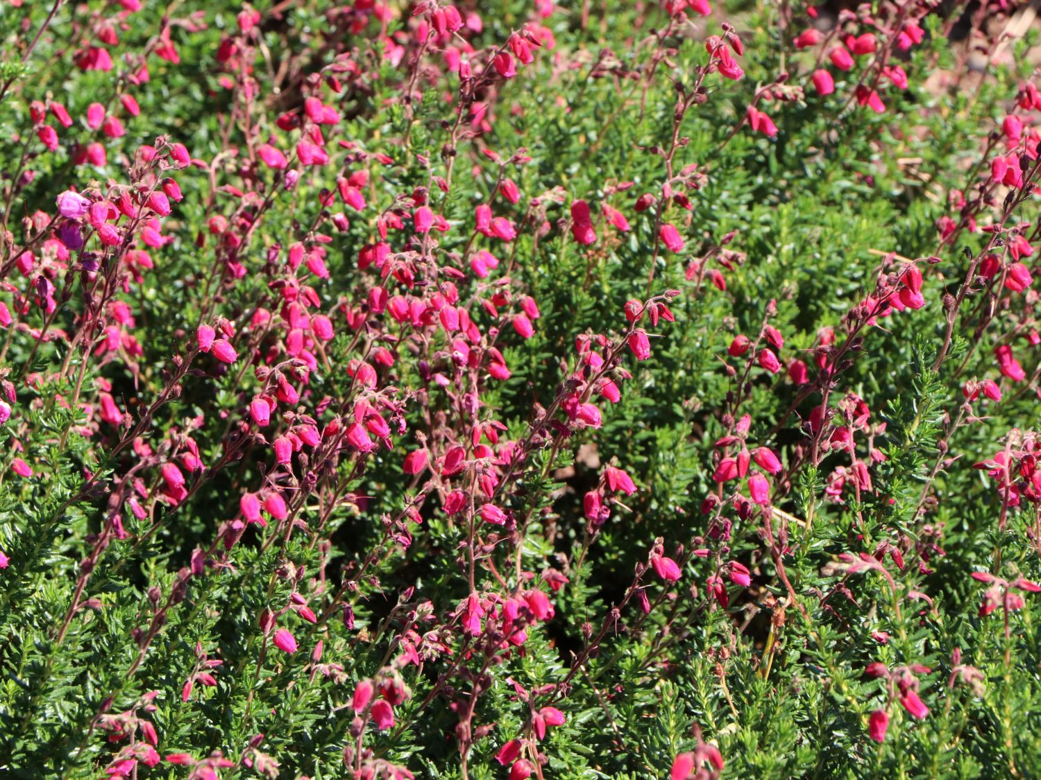 Irische Heide 'Angelina' - Daboecia cantabrica 'Angelina'