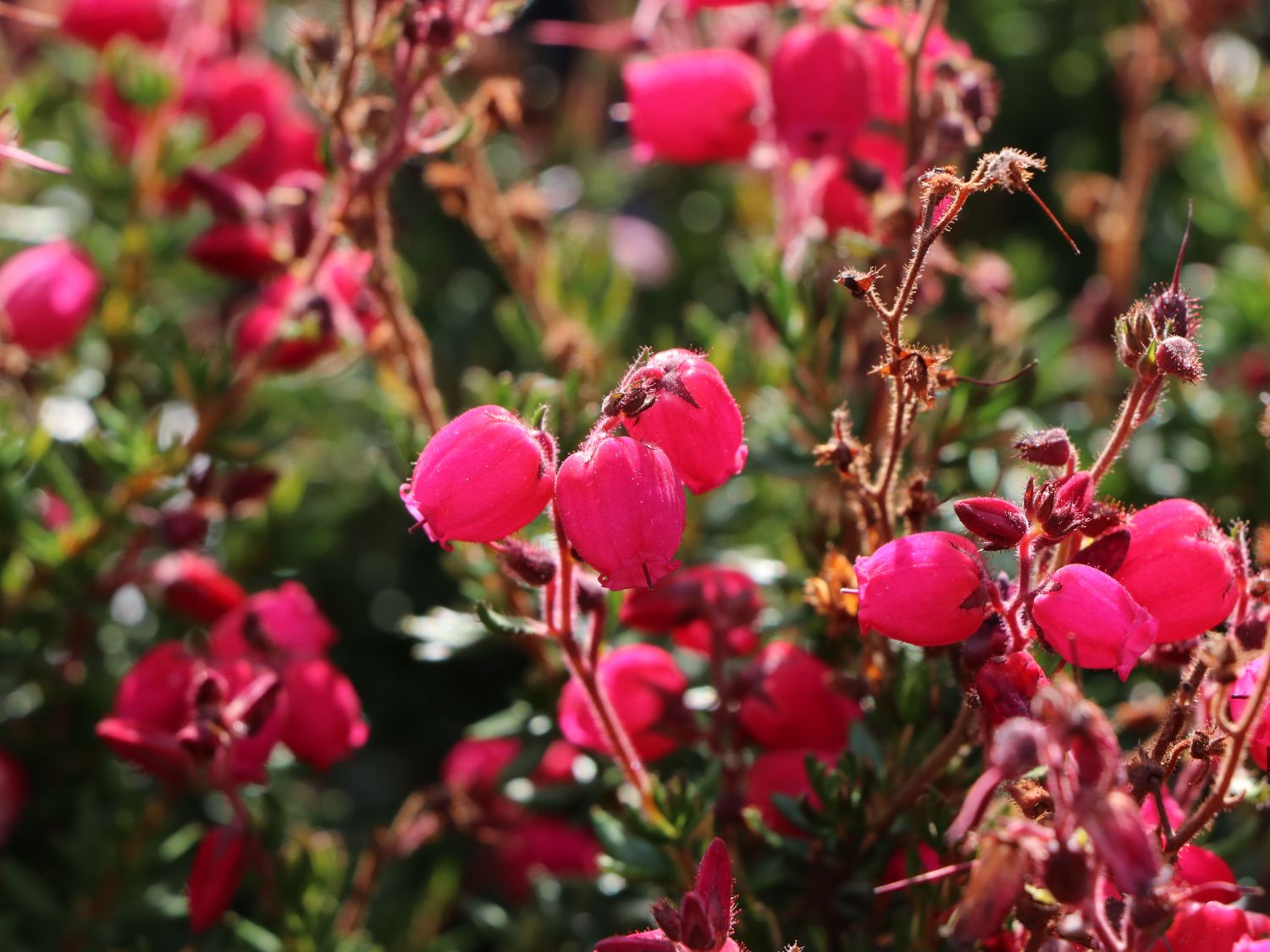 Irische Heide 'Angelina' - Daboecia cantabrica 'Angelina'