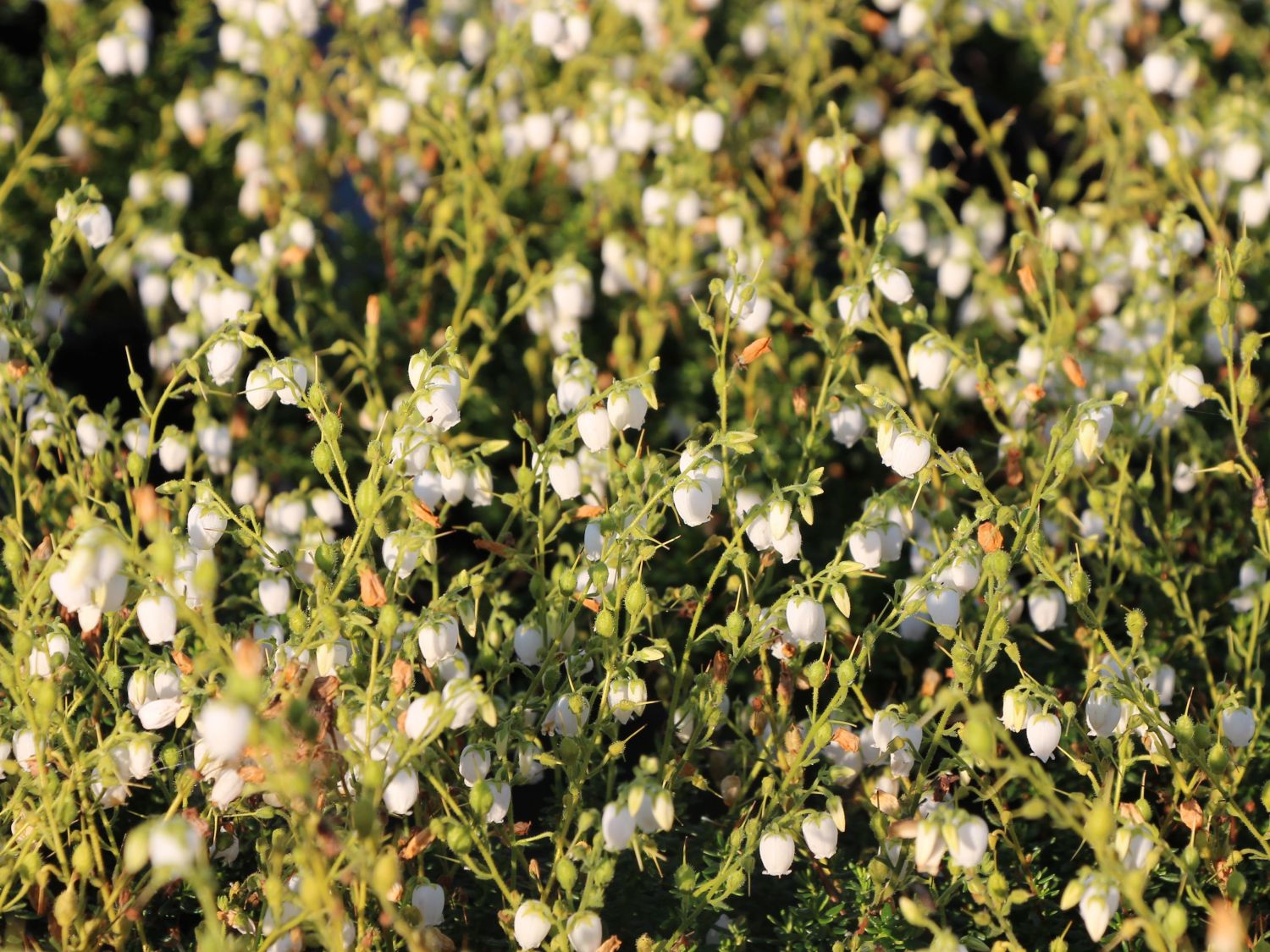 Glanzheide (Daboecia)