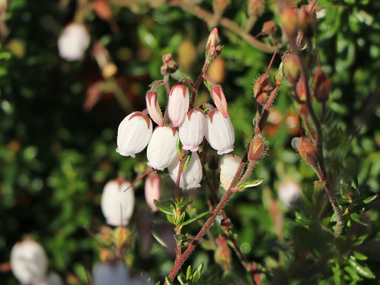Irische Heide 'Cinderella' - Daboecia cantabrica 'Cinderella'