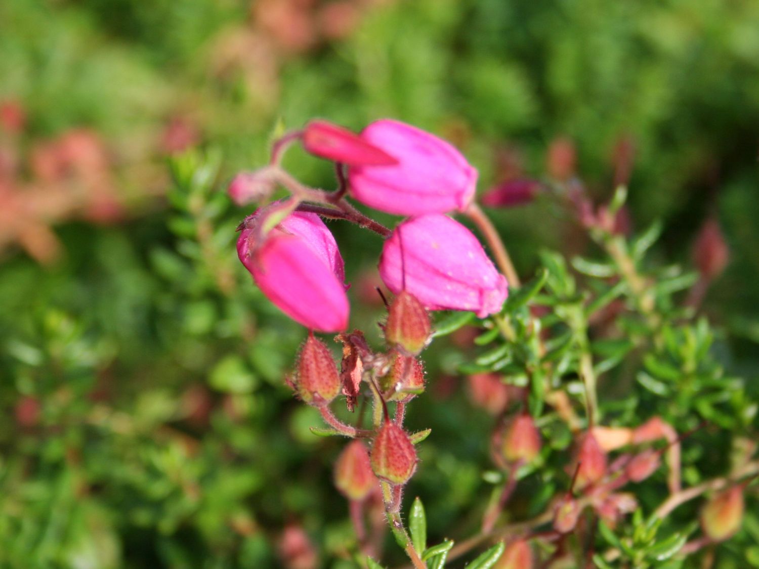 Irische Heide 'Cupido' - Daboecia cantabrica 'Cupido'