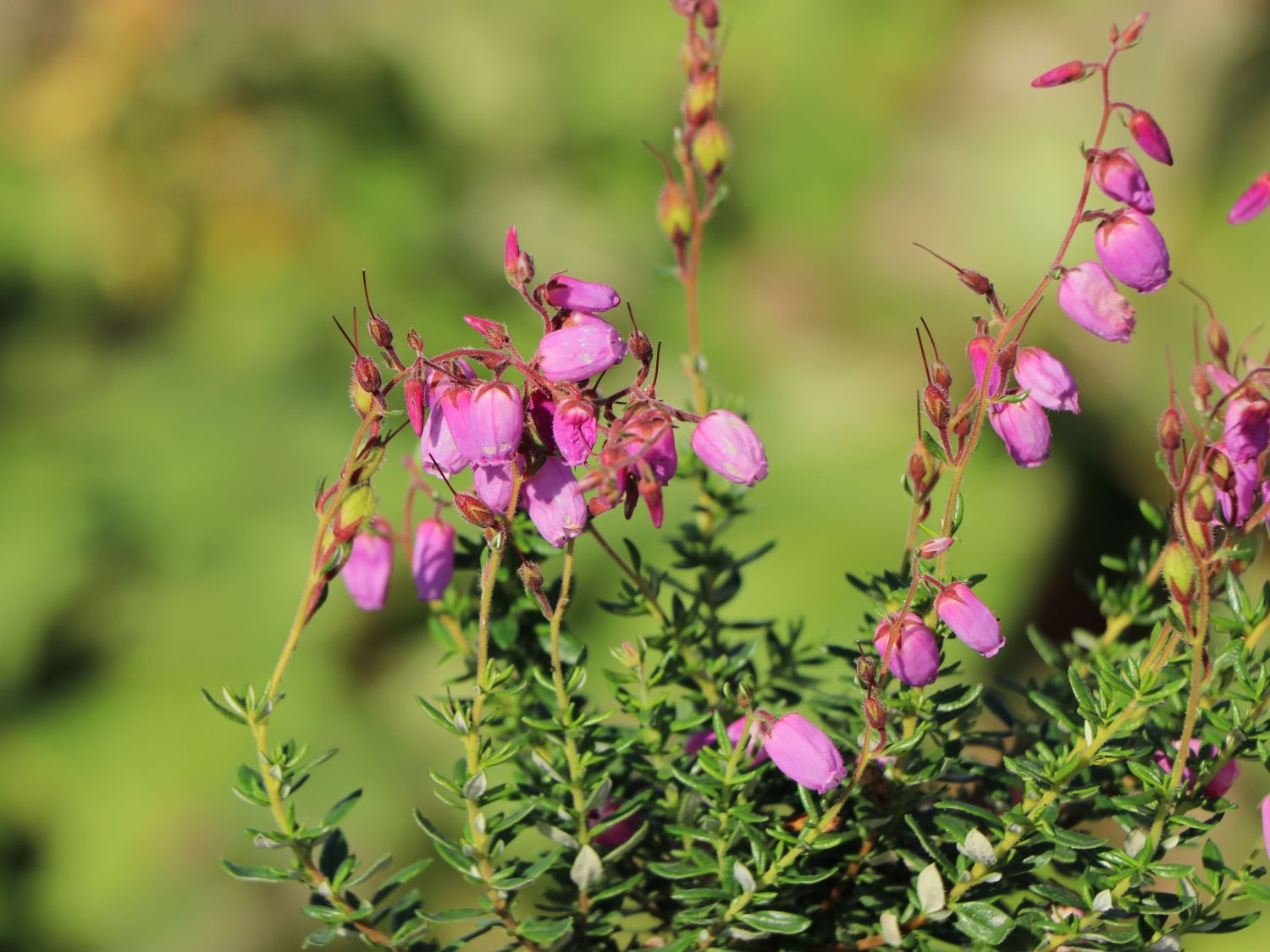 Irische Heide 'Globosa Pink'
