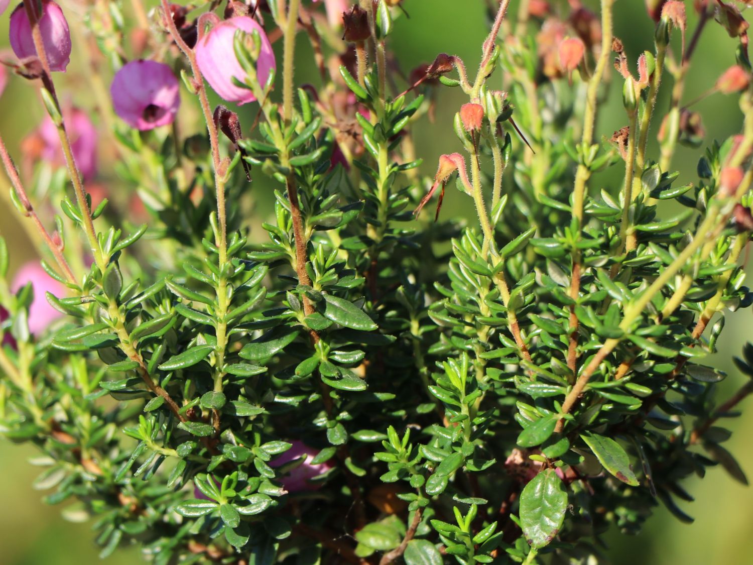 Irische Heide 'Rosella' - Daboecia cantabrica 'Rosella'