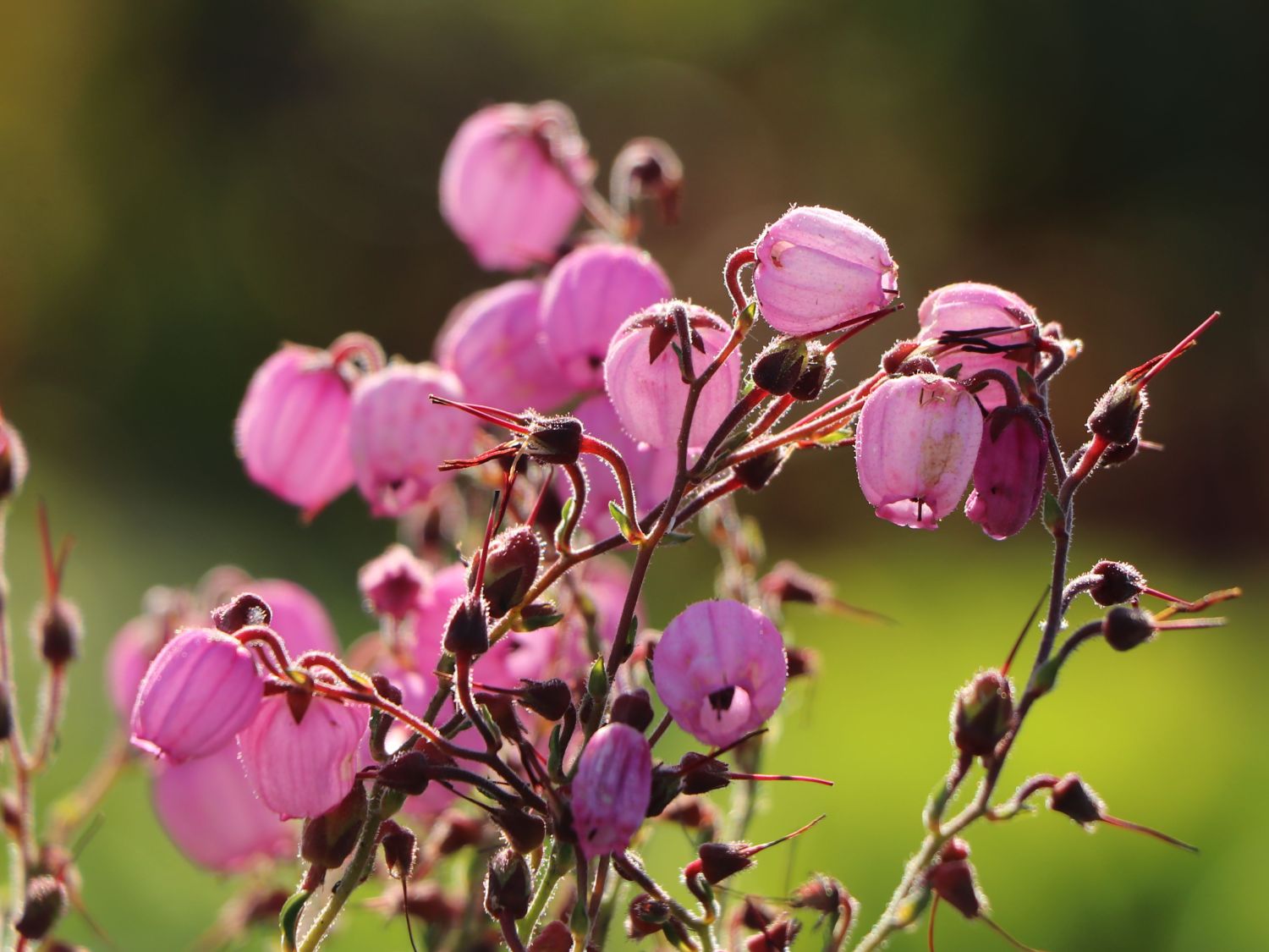 Irische Heide 'Rosella' - Daboecia cantabrica 'Rosella'
