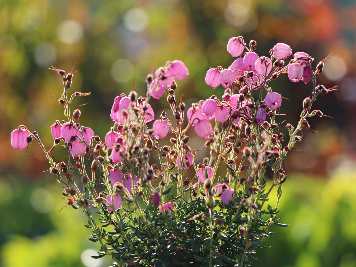 Irische Heide 'Rosella' - Daboecia cantabrica 'Rosella'