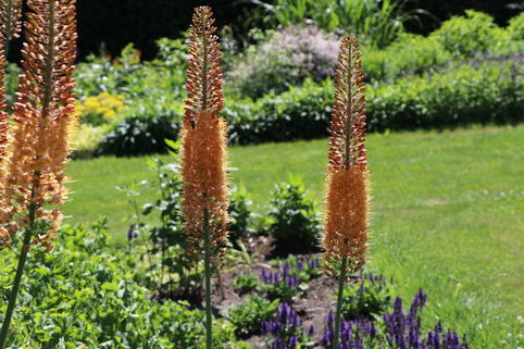 Isabellen-Steppenkerze 'Cleopatra' - Eremurus x isabellinus 'Cleopatra'
