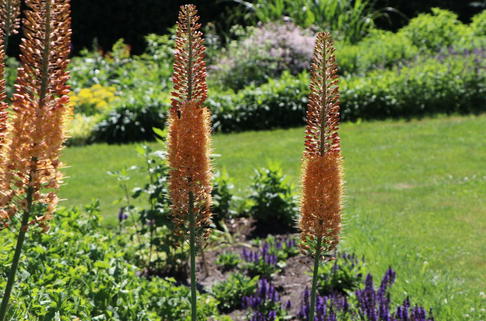 Isabellen-Steppenkerze 'Cleopatra' - Eremurus x isabellinus 'Cleopatra'