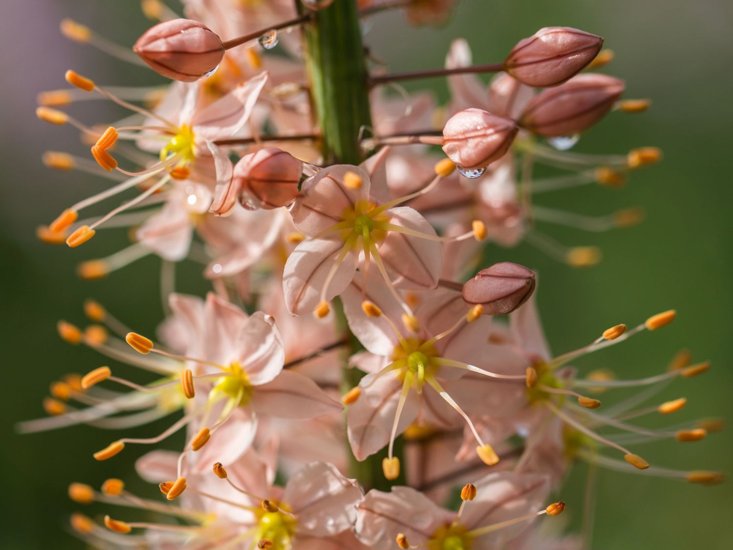 Isabellen-Steppenkerze 'Cleopatra' - Eremurus x isabellinus 'Cleopatra'