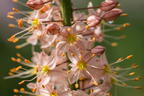 Isabellen-Steppenkerze 'Cleopatra' - Eremurus x isabellinus 'Cleopatra'