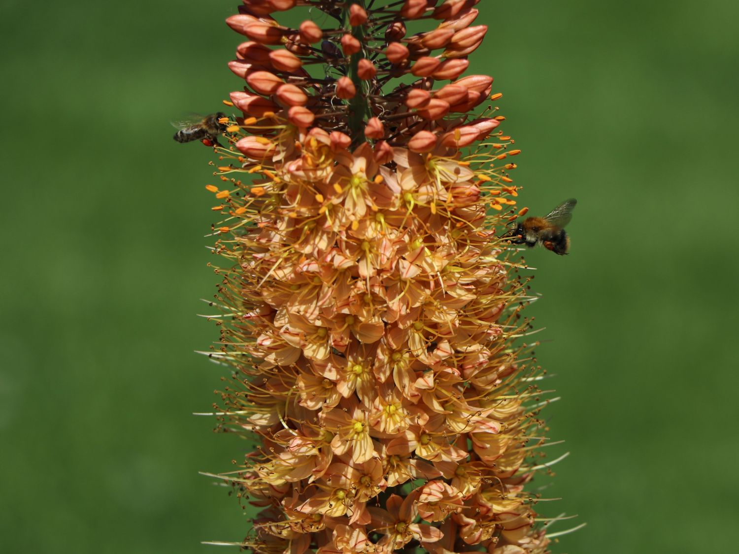 Isabellen-Steppenkerze 'Cleopatra' - Eremurus x isabellinus 'Cleopatra'