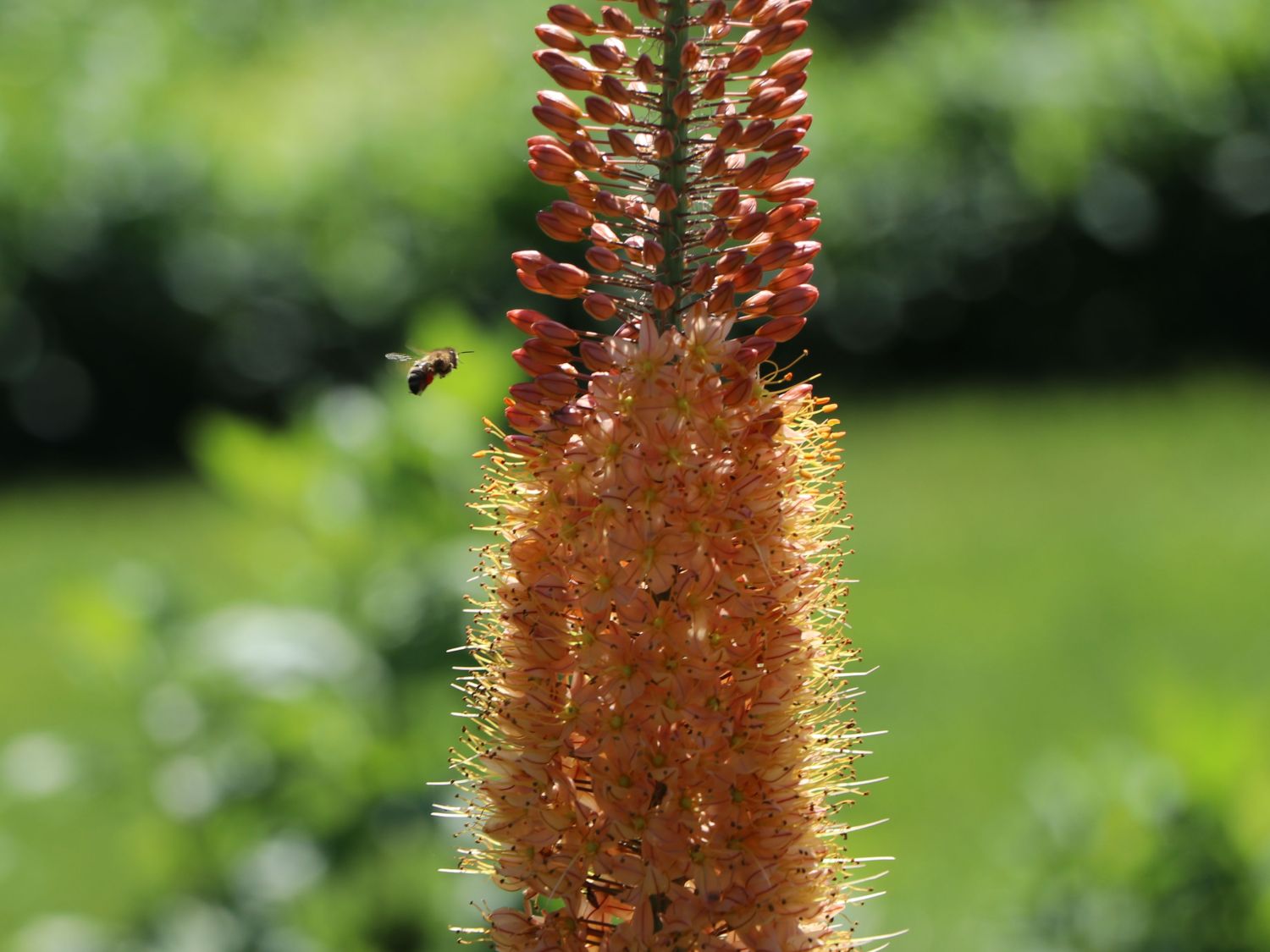Isabellen-Steppenkerze 'Cleopatra' - Eremurus x isabellinus 'Cleopatra'