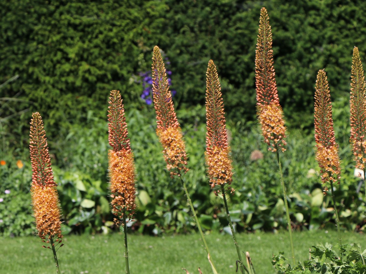 Isabellen-Steppenkerze 'Cleopatra' - Eremurus x isabellinus 'Cleopatra'