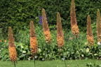 Isabellen-Steppenkerze 'Cleopatra' - Eremurus x isabellinus 'Cleopatra'
