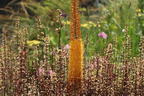 Isabellen-Steppenkerze 'Cleopatra' - Eremurus x isabellinus 'Cleopatra'