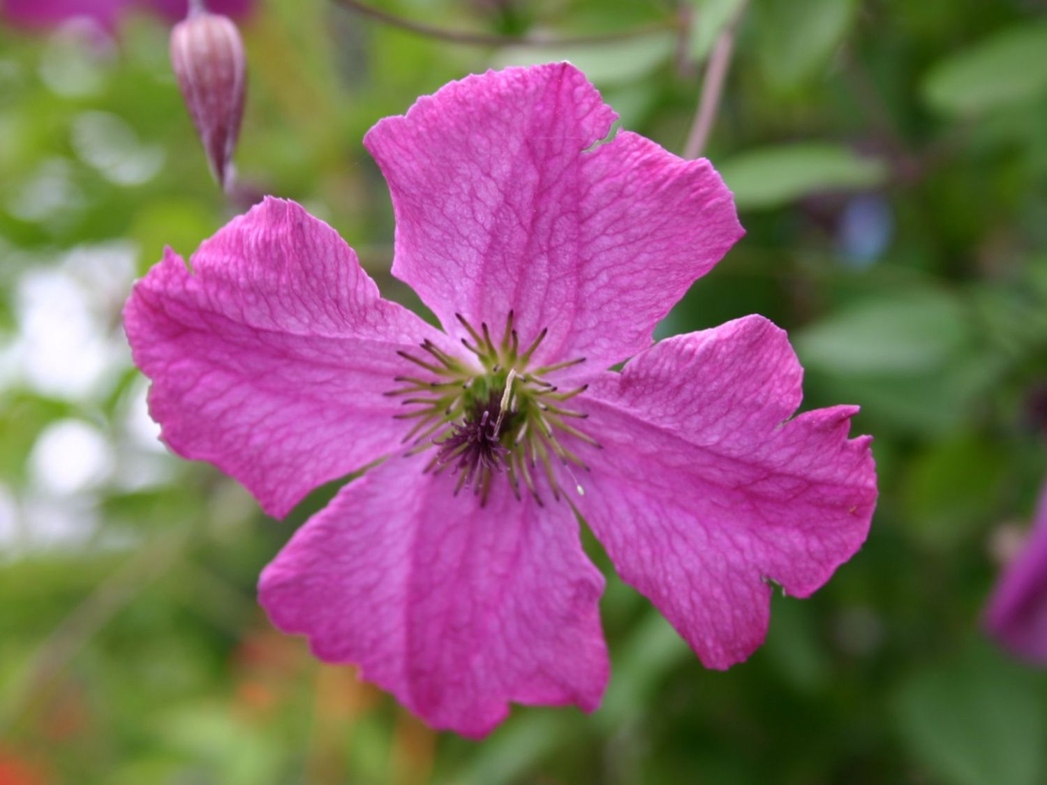 Italienische Waldrebe 'Carmencita'
