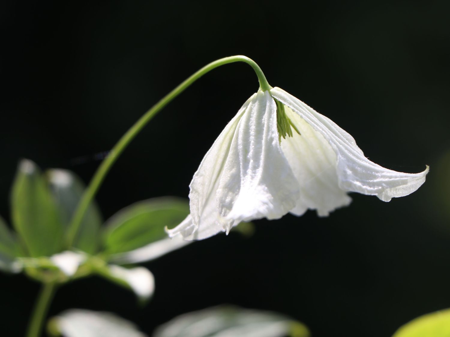 Italienische Waldrebe 'Hagelby White' - Clematis viticella 'Hagelby White'